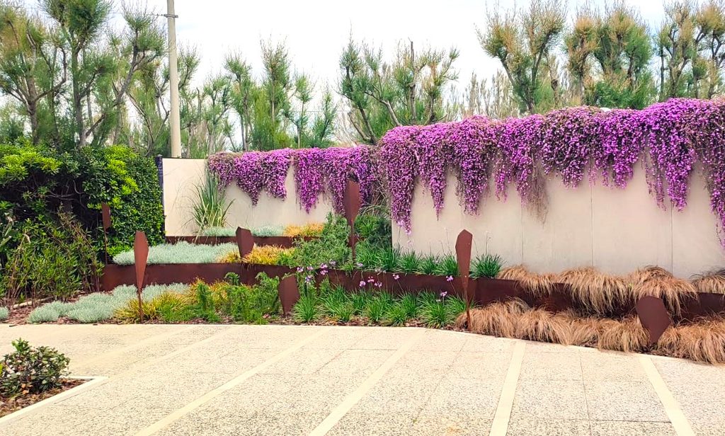 Muro di recinzione moderno decorato con cascate di fiori viola e aiuole con piante ornamentali e inserti in metallo arrugginito presso l'Ammot Cafe.